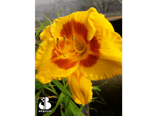 Hemerocallis   'Fooled Me'